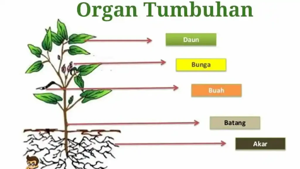 Rahasia Skor Tinggi Soal Tematik SD Kelas 1 Tema 3 Subtema 1 yang Wajib Diketahui